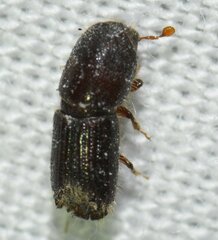 Ips grandicollis