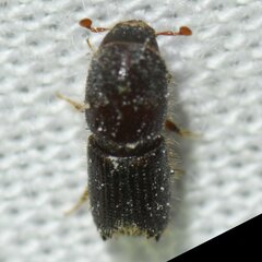 Ips grandicollis
