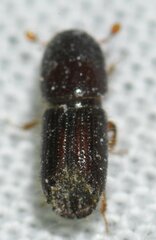 Ips grandicollis