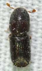 Ips grandicollis