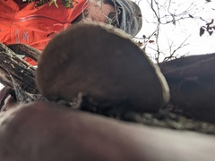 Phellinus arctostaphyli