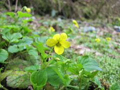 Viola glabella