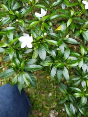 Tabernaemontana divaricata