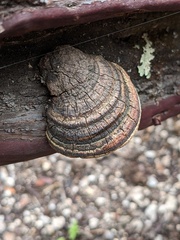 Phellinus arctostaphyli