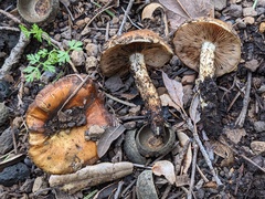 Pholiota highlandensis