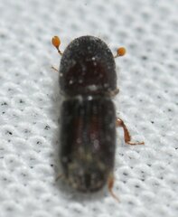 Ips grandicollis
