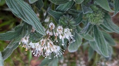 Phacelia imbricata
