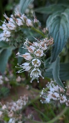 Phacelia imbricata