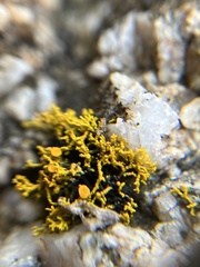 Polycauliona coralloides