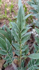 Phacelia imbricata