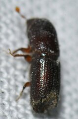 Ips grandicollis