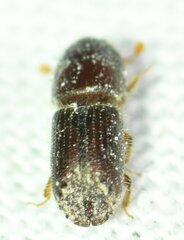 Ips grandicollis