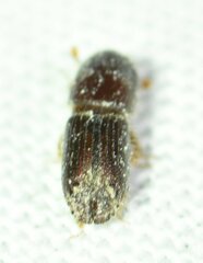 Ips grandicollis