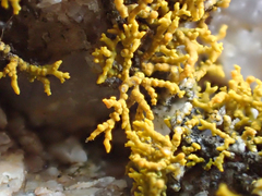 Polycauliona coralloides