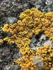 Candelariella rosulans