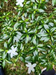 Tabernaemontana divaricata