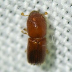 Xyleborus