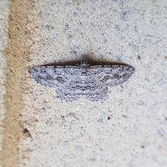 Psilosticha absorpta