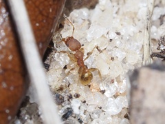 Pheidole bilimeki