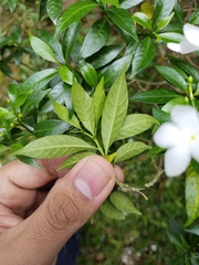 Tabernaemontana divaricata