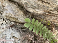 Adiantum malesianum