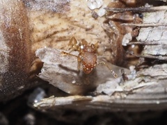 Pheidole bilimeki