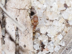 Pheidole bilimeki
