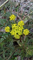 Lomatium utriculatum