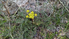 Lomatium utriculatum