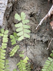 Adiantum malesianum