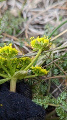 Lomatium utriculatum