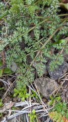 Lomatium utriculatum