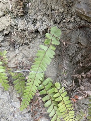 Adiantum malesianum