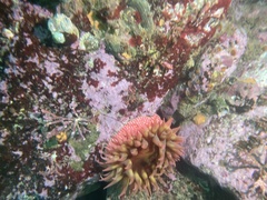 Cribrinopsis albopunctata