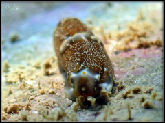 Spinoaglaja orientalis