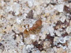 Pheidole bilimeki