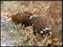 Spinoaglaja orientalis