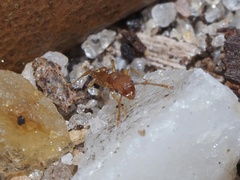 Pheidole bilimeki
