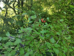 Coprosma rotundifolia