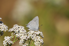 Satyrium sylvinus