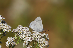 Satyrium sylvinus