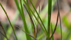 Panicum effusum