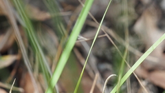 Panicum effusum