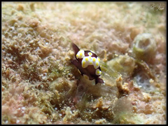 Colpodaspis thompsoni