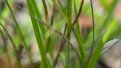 Panicum effusum
