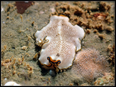 Pseudoceros heronensis