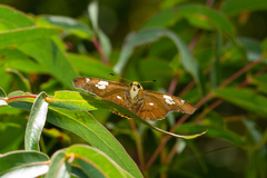 Netrocoryne repanda
