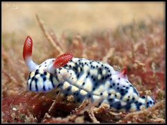 Hypselodoris infucata