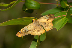 Netrocoryne repanda