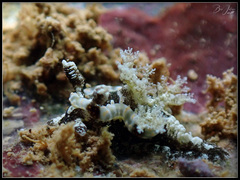 Goniodoris joubini